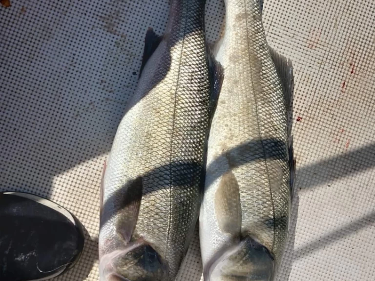 Yacht hire Toulon cheap Vector 2200WA