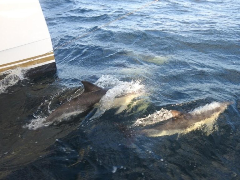 Nautitech Nautitech 40 Open  charter bareboat or skippered in  Pula