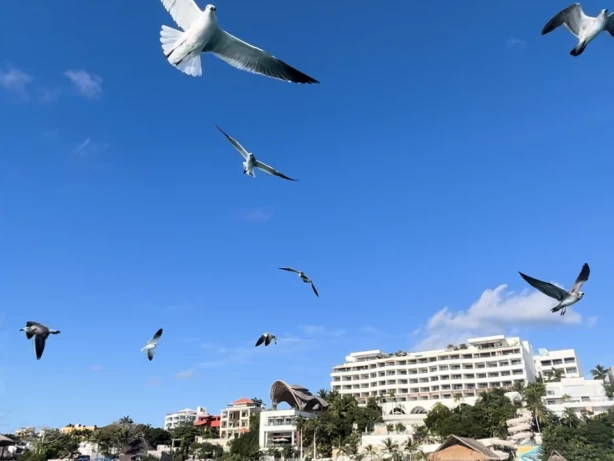 Sea Ray Sea Ray Flybridge charter bareboat or skippered in  Cancún
