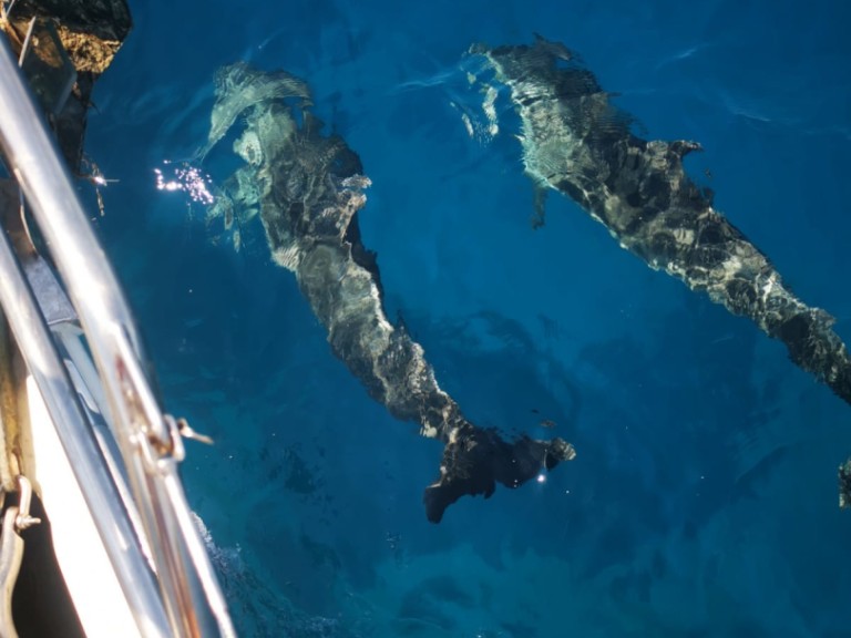 Hire Sailboat Hanse with a boat licence