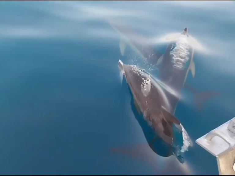 Hire Motorboat with or without skipper Doqueve Marbella