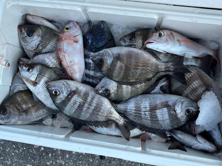 Hire Motorboat Bayliner with a boat licence