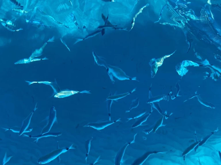 RIB to hire Villasimius at the best price