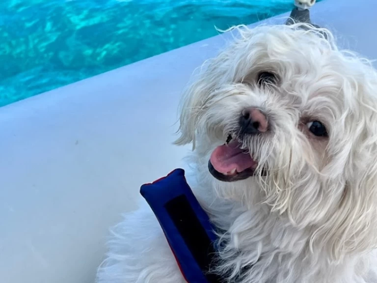 Yacht charter Villasimius - Italboats Predator 500 on SamBoat