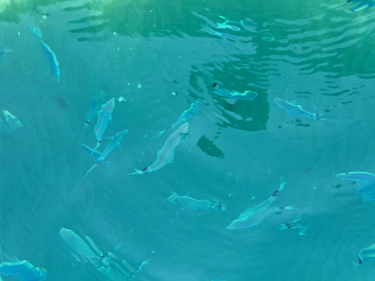 bimax Walkaround 630 charter bareboat or skippered in  Gaeta
