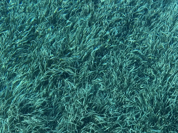 Yacht charter Saint-Tropez - Jeanneau Merry Fisher 1095 on SamBoat