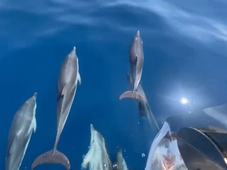 Luxury Yacht hire in Saint-Tropez - Jeanneau Merry Fisher 1095