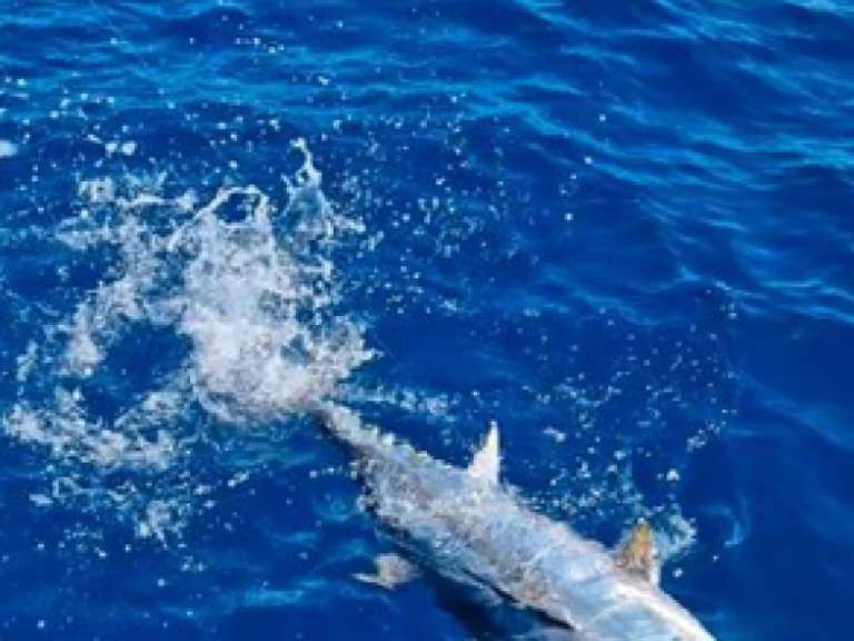 Motorboat to hire Saint-Gilles les Bains at the best price