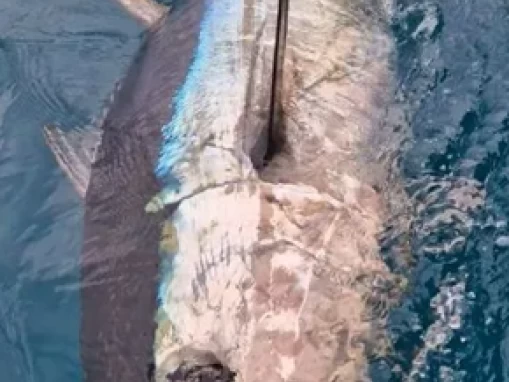 Ocqueteau Ostrea 700 T-Top charter bareboat or skippered in  Saint-Gilles les Bains