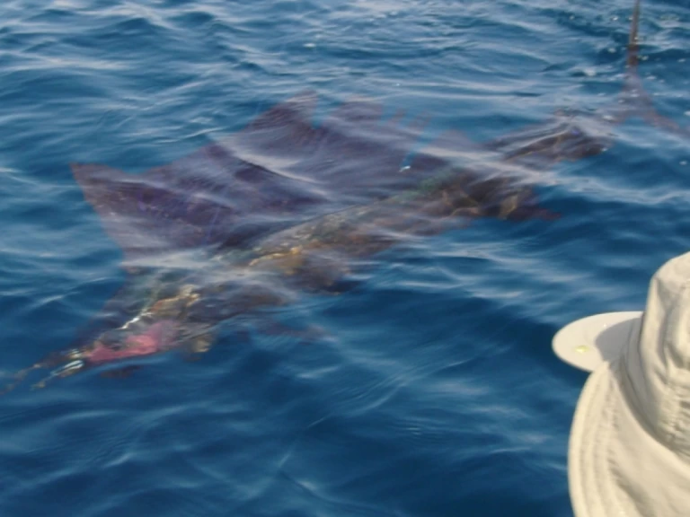 Yacht charter Saint-Gilles les Bains - Ocqueteau Ostrea 700 T-Top on SamBoat