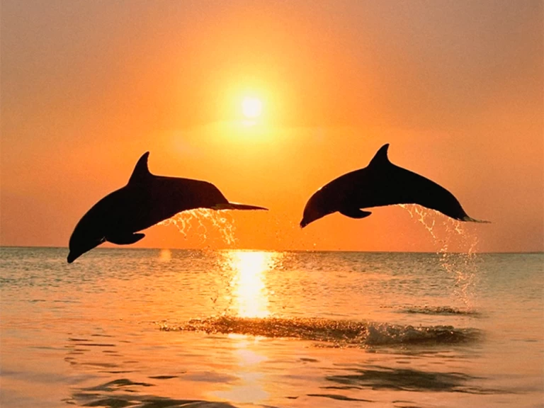 Charter a Naviplane 710 in Benalmádena on Samboat