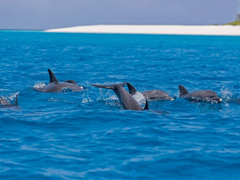 Yacht charter Kendwa - Custom Made Custom made on SamBoat