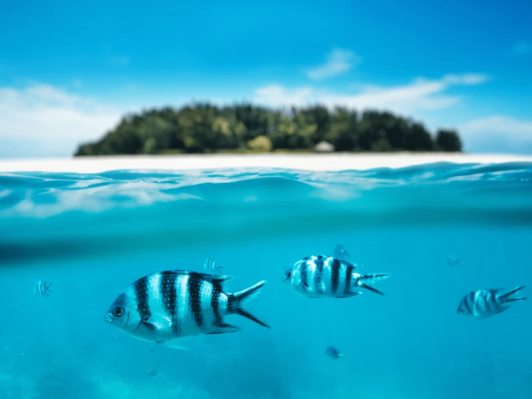 Catamaran hire in Kendwa - Custom Made Custom made