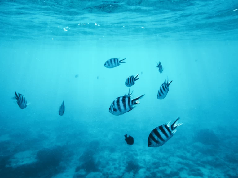 Yacht charter Kendwa - Custom Made Custom made on SamBoat