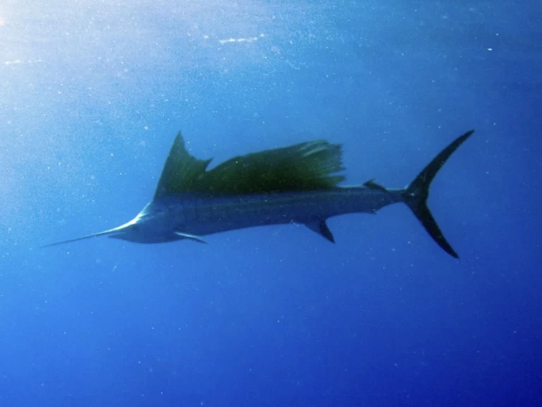 Yacht charter Kendwa - Custom Made Custom made on SamBoat