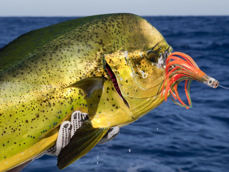 Charter a Custom Made Custom made in Punta Cana on Samboat