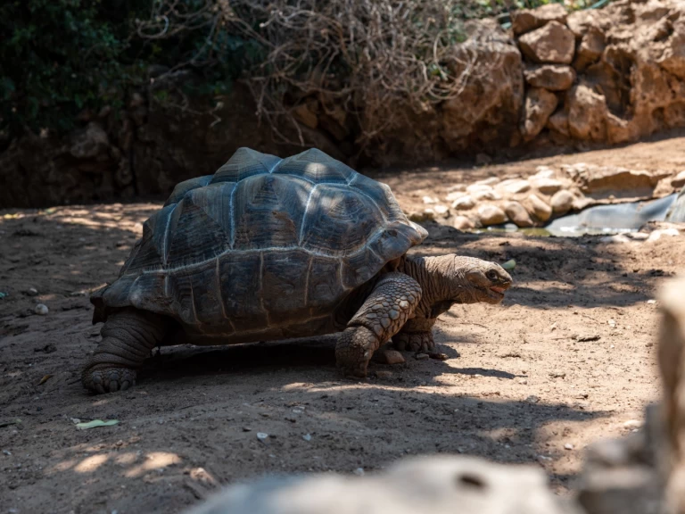 Hire Sailboat with or without skipper Custom Zanzibar