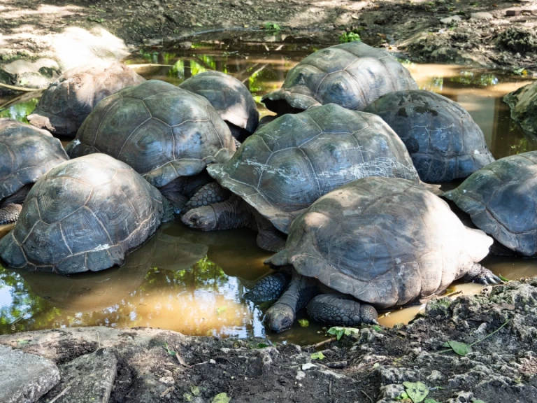 Custom Custom charter bareboat or skippered in  Zanzibar