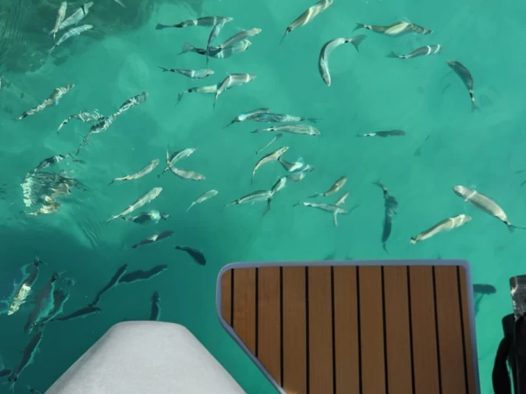 Hire RIB Sacs with a boat licence