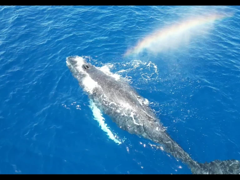 Sailboat to hire Le Gosier at the best price