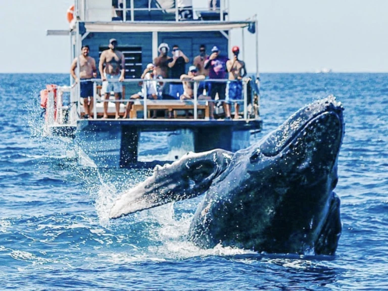 Charter a Custom Made 36 in Cabo San Lucas on Samboat