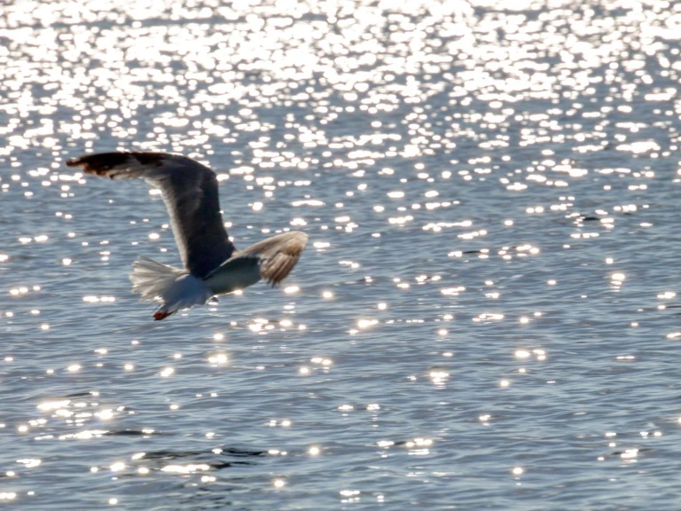 Yacht charter Otranto - dolphin Dolphin 25 on SamBoat