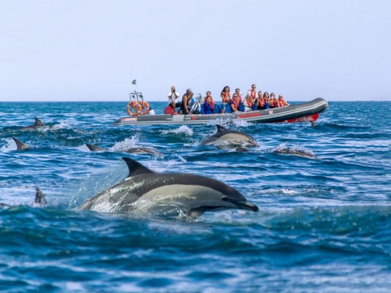 Narwhal 88 charter bareboat or skippered in  Lagos