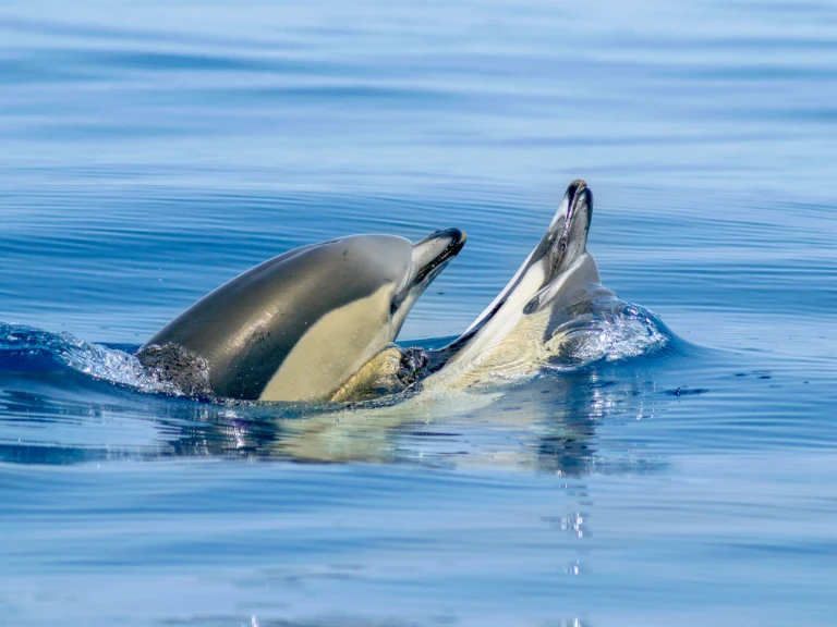 Yacht charter Lagos - Narwhal 88 on SamBoat