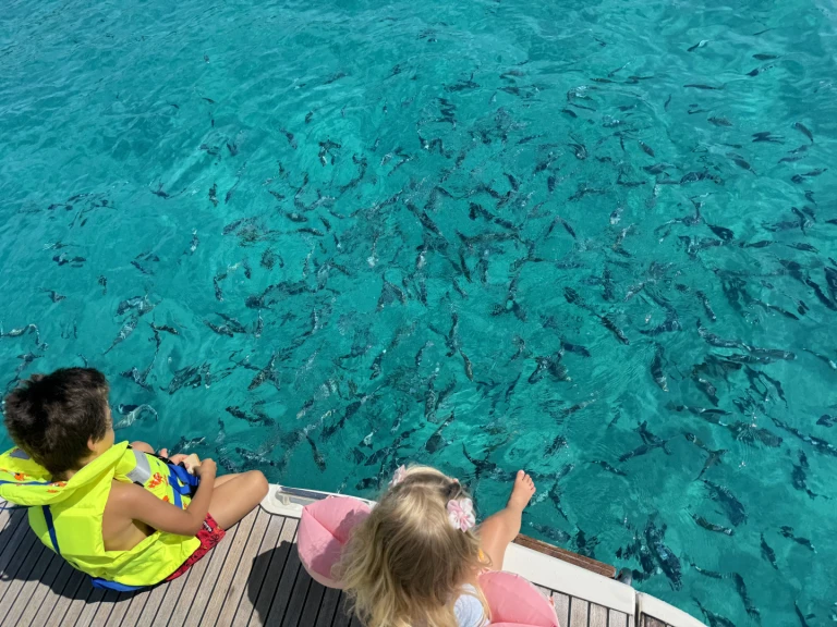 Hire Motorboat with or without skipper Jeanneau Mandelieu-la-Napoule
