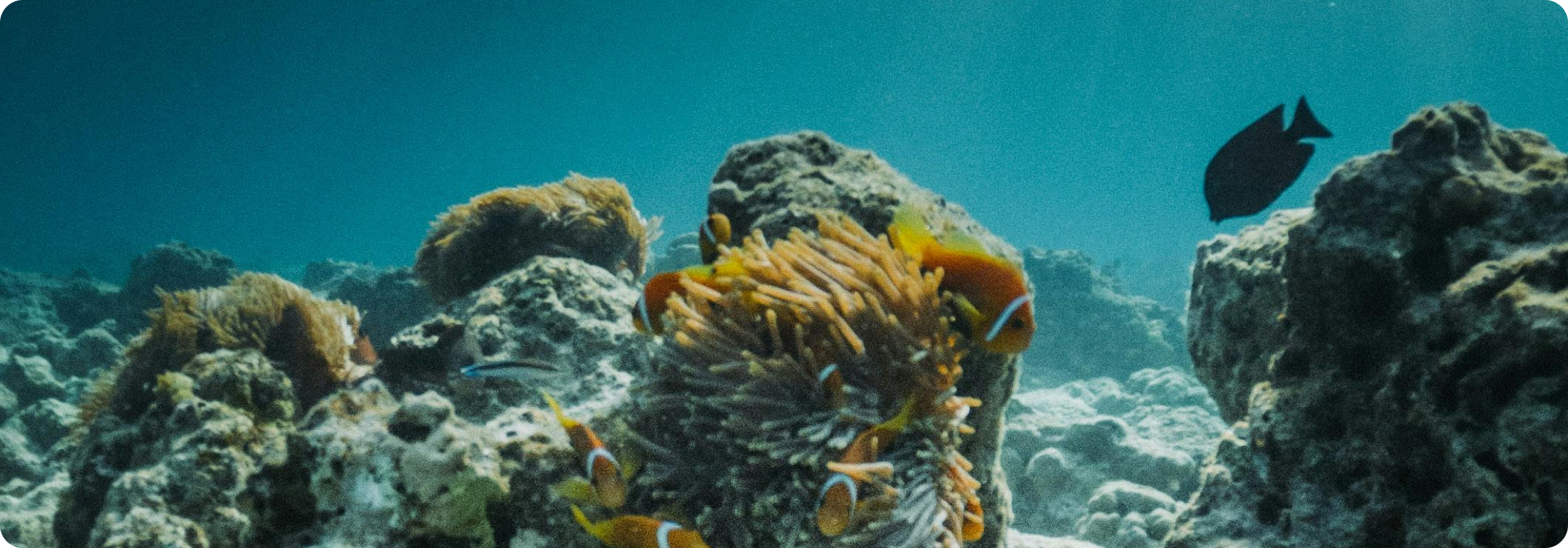 Fondation de la Mer - Ocean