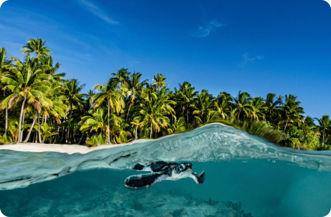 Sea turtle protection