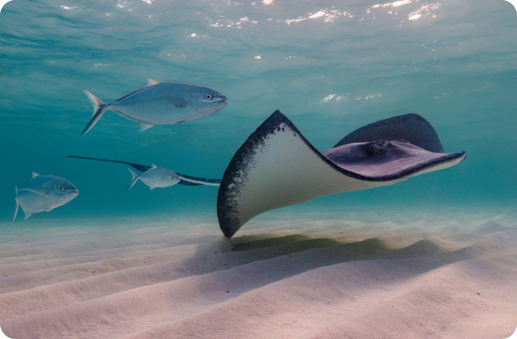 Rays and sharks protection