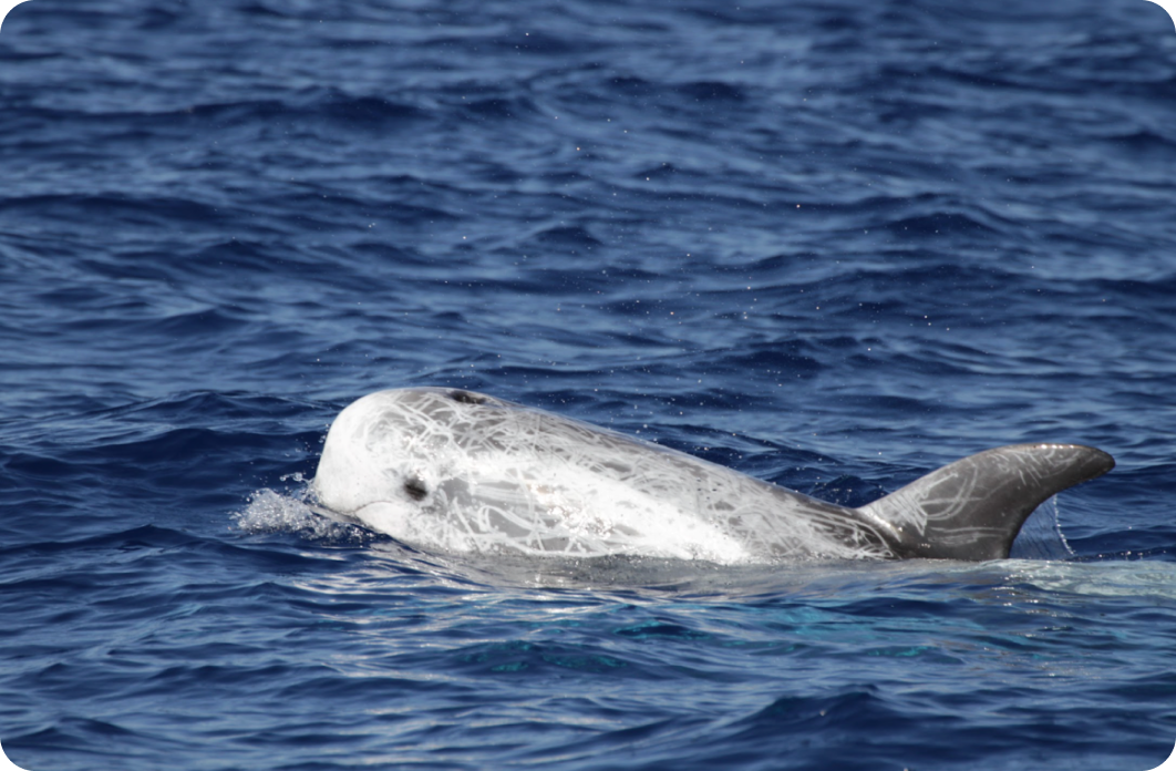 Cetaceans protection